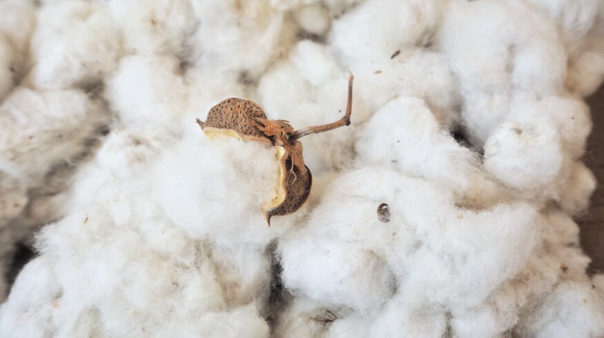 ADM and Planters Cotton Oil Mill form cottonseed processing joint venture