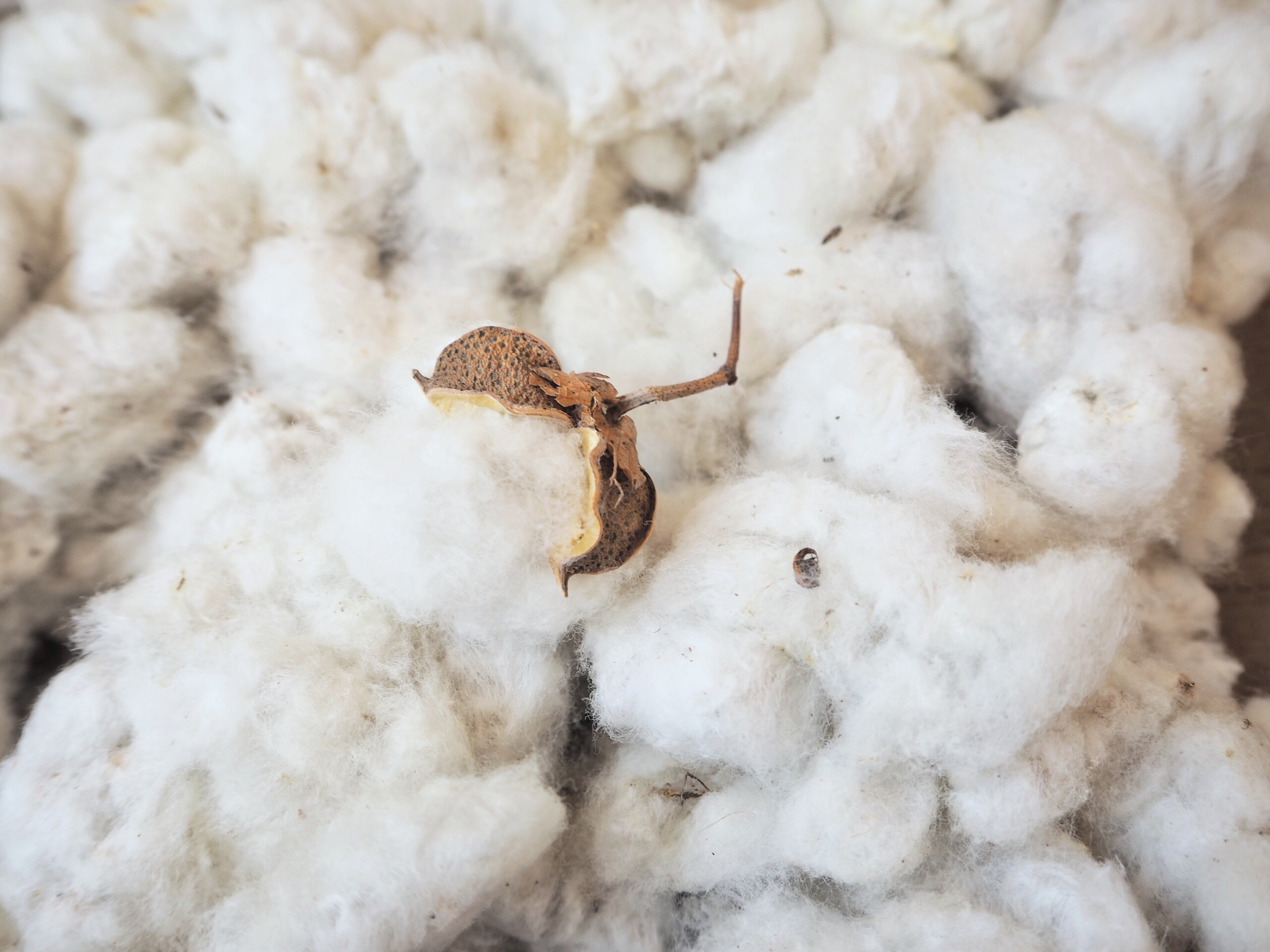 ADM and Planters Cotton Oil Mill form cottonseed processing joint venture