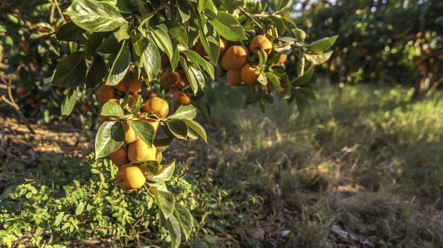 Hailstorm cuts Valencia kaki output for the second year