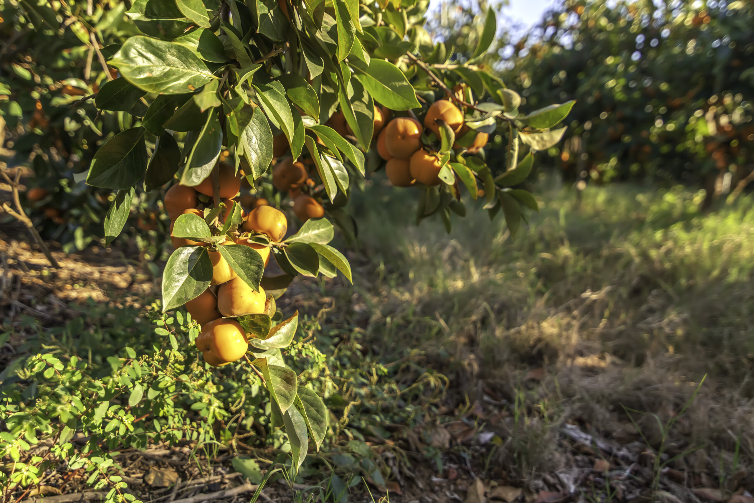 Hailstorm cuts Valencia kaki output for the second year