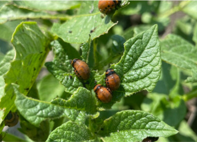 Bayer launches Sivanto Energy — new foliar insecticide for canola