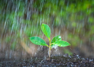 Hidden rainfall origins may reshape drought risk for global farming