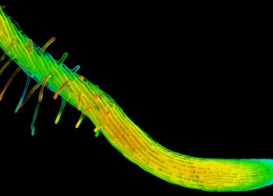 Researchers identified twisted growth trait in plants could modify root systems for rocky, compacted or drought-prone soils