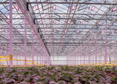 Sollum Technologies highlights yield gains from dynamic LED lighting