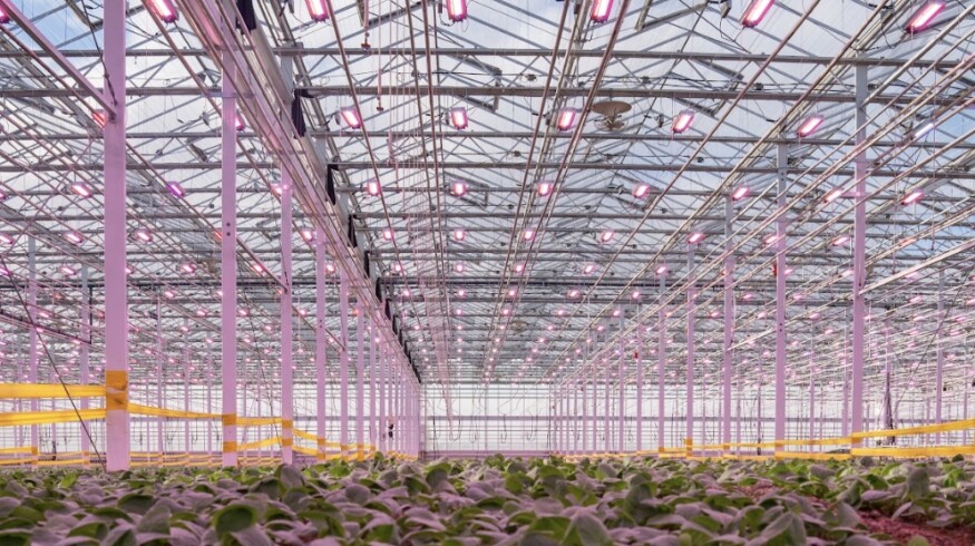 Sollum Technologies highlights yield gains from dynamic LED lighting