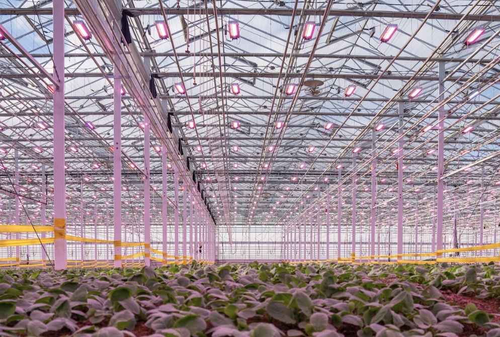 Sollum Technologies highlights yield gains from dynamic LED lighting