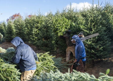 U.S. Christmas tree sector faces labor risk as migrant wage rules shift