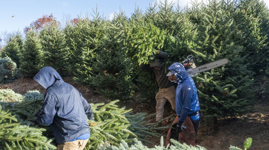 U.S. Christmas tree sector faces labor risk as migrant wage rules shift