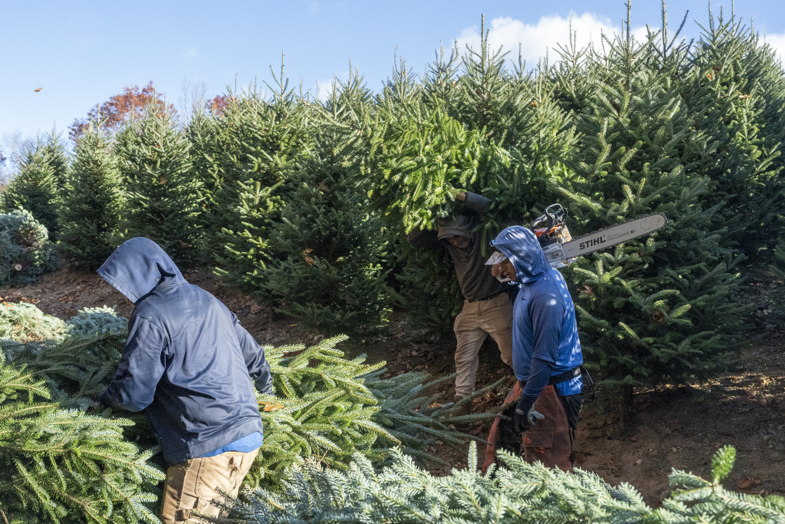 U.S. Christmas tree sector faces labor risk as migrant wage rules shift