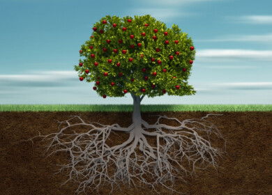 Plants found to reshape root structure to penetrate compacted soil