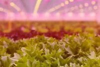 Rijk Zwaan expands greenhouse capacity to support breeding work