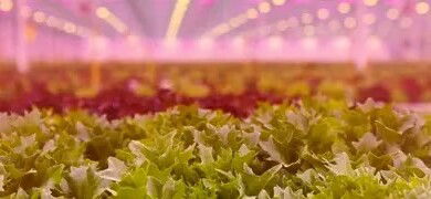 Rijk Zwaan expands greenhouse capacity to support breeding work