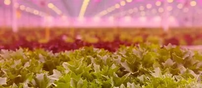 Rijk Zwaan expands greenhouse capacity to support breeding work