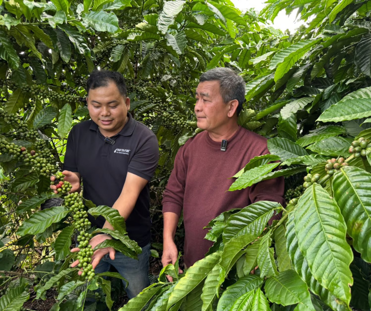Orbia Netafim and partners roll out climate-smart insurance for Vietnamese coffee farmers