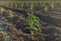 Nexus Agriscience acquires Biotech Institute hemp IP to expand molecular farming platform