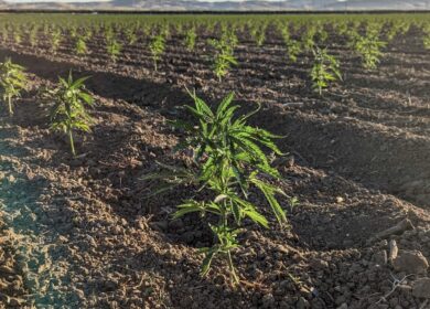 Nexus Agriscience acquires Biotech Institute hemp IP to expand molecular farming platform