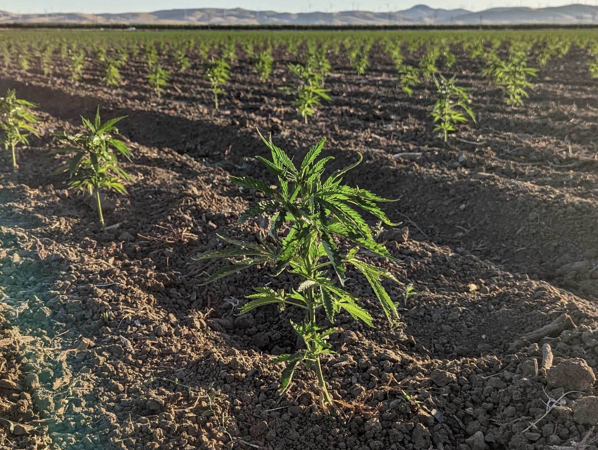 Nexus Agriscience acquires Biotech Institute hemp IP to expand molecular farming platform