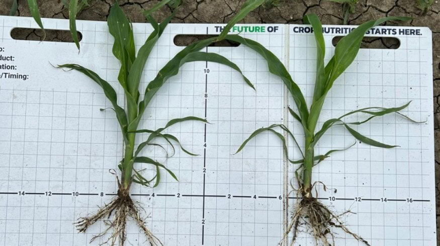 BW Fusion buys Low Mu Tech to expand seed-applied crop nutrition platform