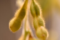 Protealis expands soybean breeding pipeline through University of Guelph collaboration