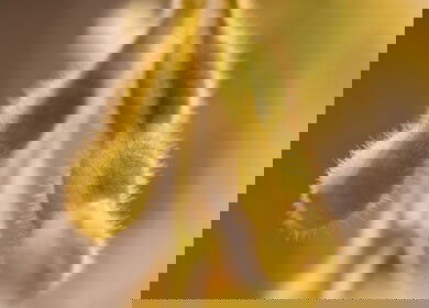 Protealis expands soybean breeding pipeline through University of Guelph collaboration