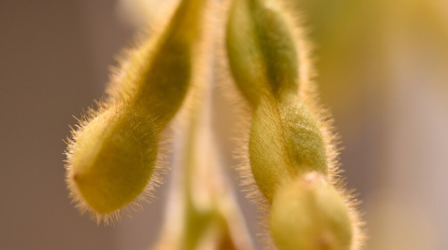 Protealis expands soybean breeding pipeline through University of Guelph collaboration