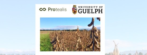 Healthy soybean crop thriving in agricultural field for sustainable farming practices.