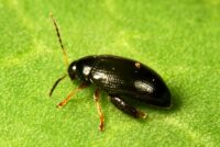 Olive-derived additive may help farmers fight resistant oilseed rape pest