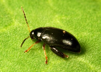 Olive-derived additive may help farmers fight resistant oilseed rape pest