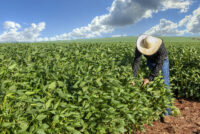 BASF unveils nematode-resistant soybean trait for Brazil
