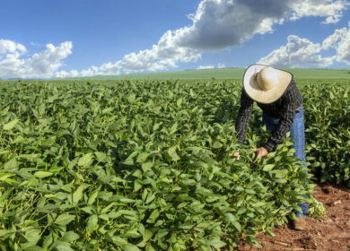 BASF unveils nematode-resistant soybean trait for Brazil