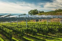 Uzbekistan launches first agrivoltaics project in Central Asia