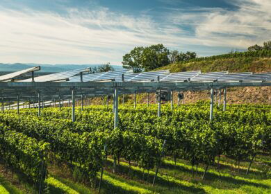 Uzbekistan launches first agrivoltaics project in Central Asia