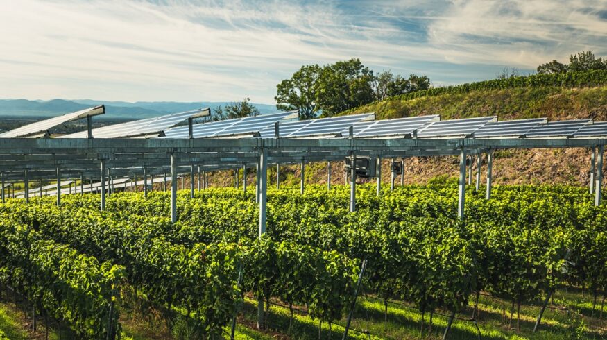 Uzbekistan launches first agrivoltaics project in Central Asia