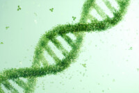 Discovery that plants tap bacteria-like genes to produce alkaloids may open new paths for crop protection products