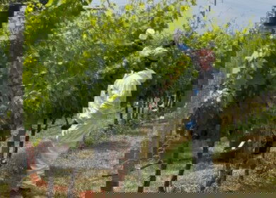 Israeli researchers aim to halve pesticide use with a new coating technology