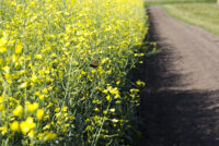 Bayer to invest more than C$45 mln in new canola research facility in Canada