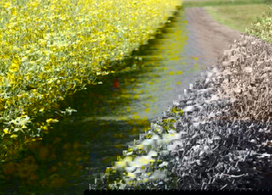 Bayer to invest more than C$45 mln in new canola research facility in Canada