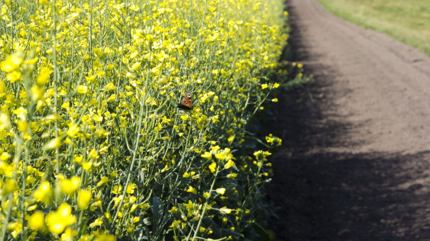 Bayer to invest more than C$45 mln in new canola research facility in Canada