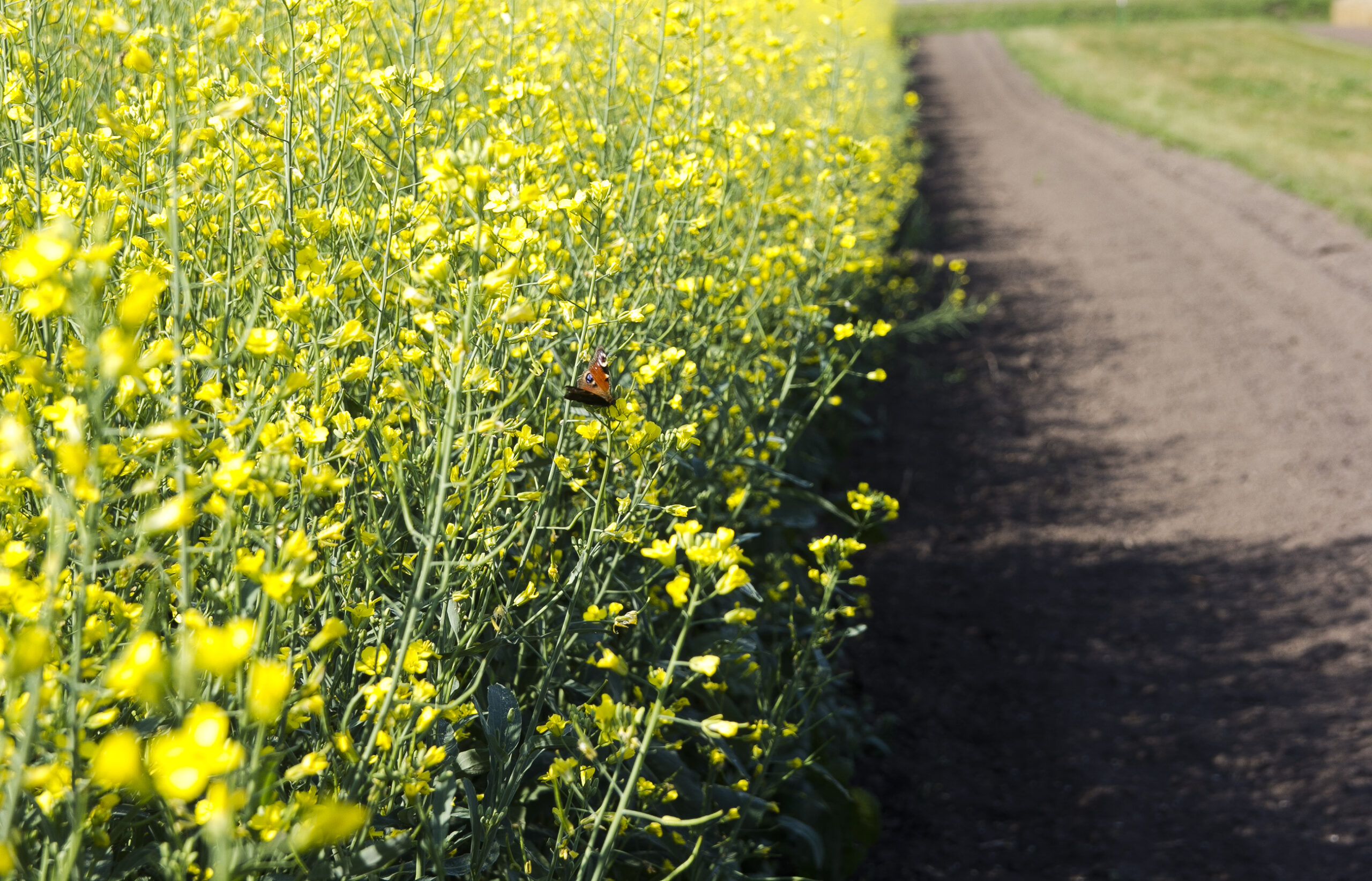 Bayer to invest more than C$45 mln in new canola research facility in Canada