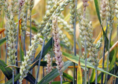 Corteva launches new fungicide for Canadian wheat growers to combat fusarium head blight