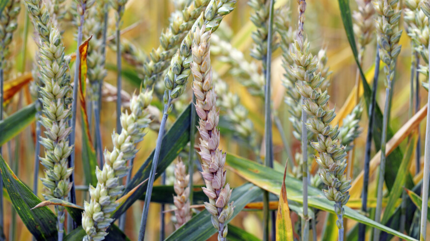 Corteva launches new fungicide for Canadian wheat growers to combat fusarium head blight
