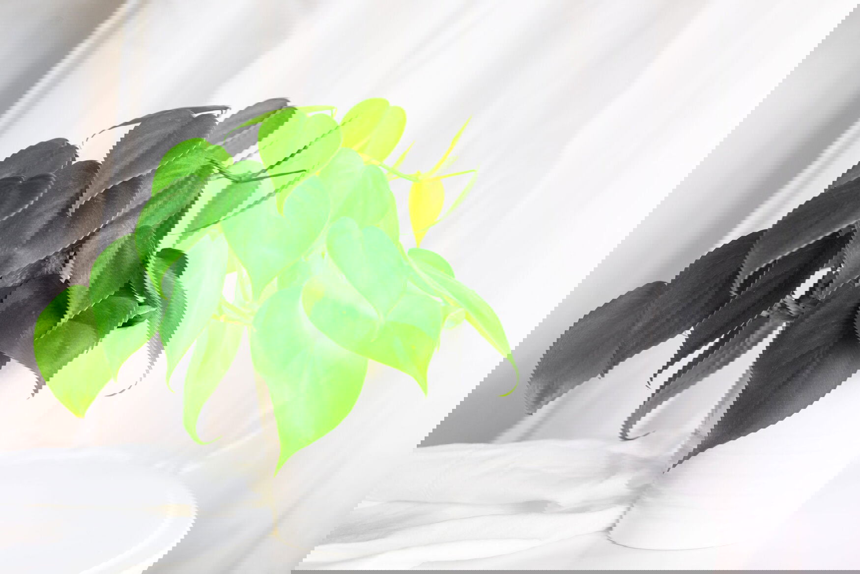 house plant heart leaf Philodendron vine in white pot