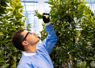 Invaio Sciences partners with Brazil’s Fundecitrus to target citrus greening