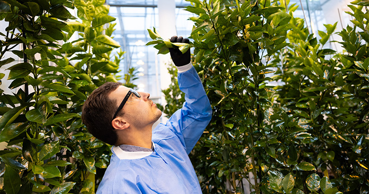 Invaio Sciences partners with Brazil’s Fundecitrus to target citrus greening