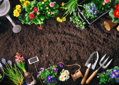 National Garden Bureau launches seed-buying guide as home gardening demand grows