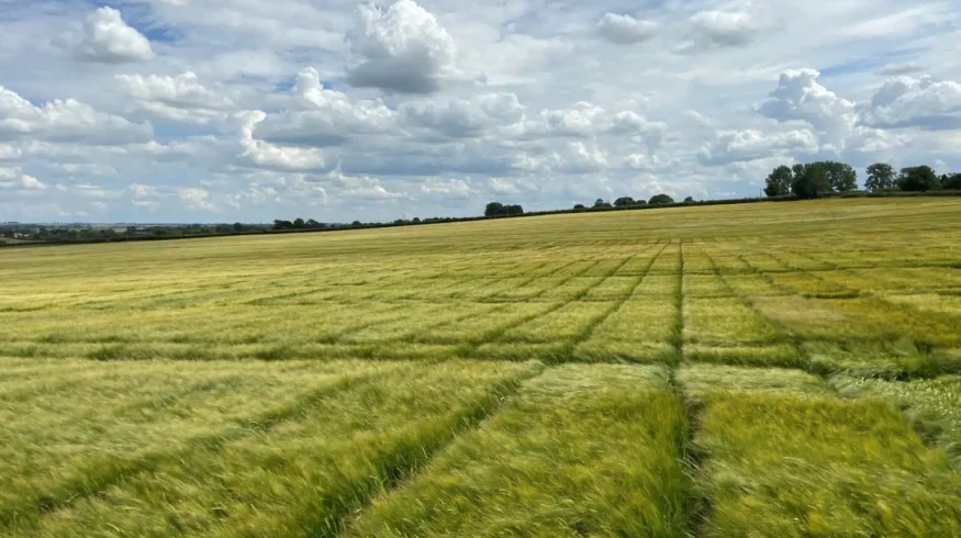 RAGT completes purchase of Syngenta malting barley seed business