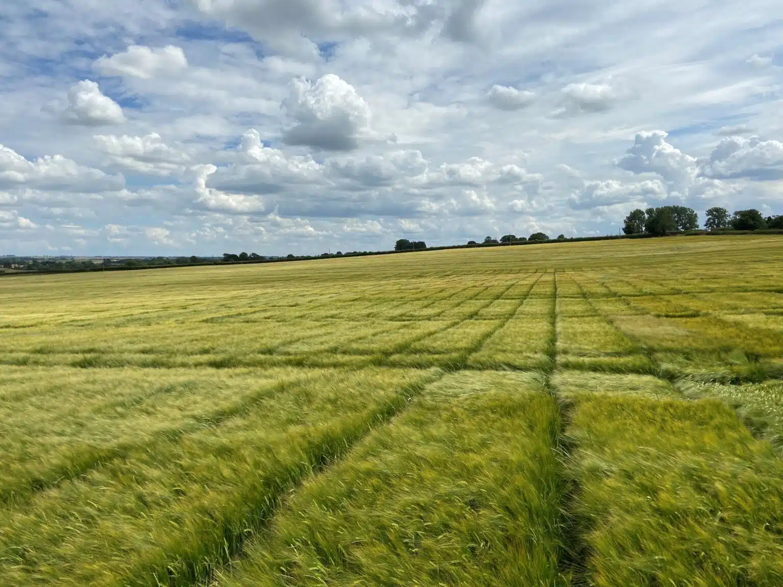 RAGT completes purchase of Syngenta malting barley seed business