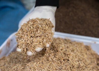 Rice husk carbonization gains traction as circular agriculture solution
