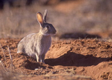 Exploding rabbit populations in Western Australia are causing severe crop damage