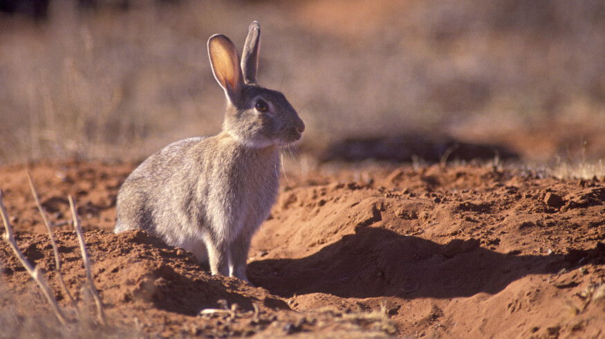 Exploding rabbit populations in Western Australia are causing severe crop damage